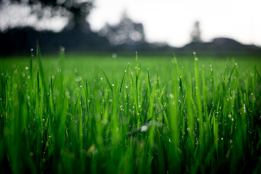 lawn care marketing